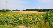 Sonnenblumen