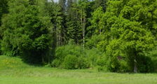 Waldrand