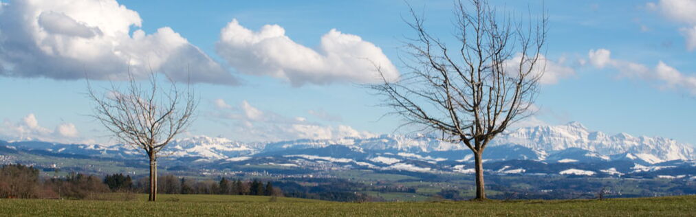 Bäume vor Alpstein