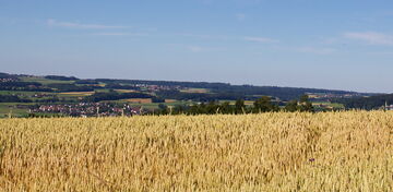 Panorama Getreidefeld