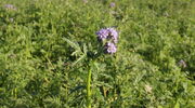 Phacelia