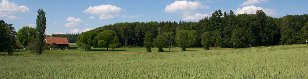 Getreidefeld mit Hof