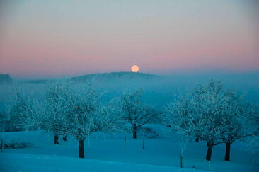 Bäume in Winternacht