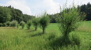 Kopfweiden