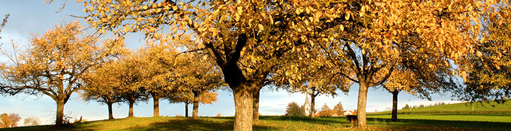 Obstgarten im Herbst