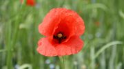 Klatschmohn