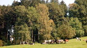 Waldrand