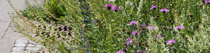 Blumen am Wegrand
