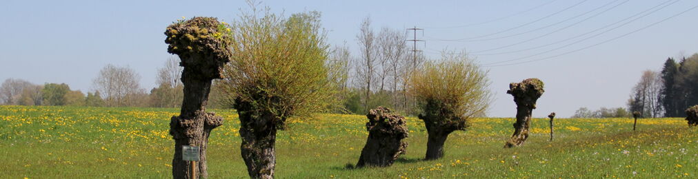 Kopfweiden