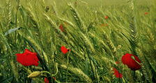 Mohn in Getreide