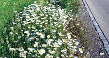 Blumenstreifen