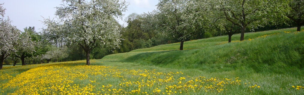 Ackerterrassen