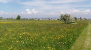 Naturwiese