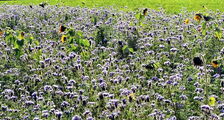 Phacelia und Sonnenblumen