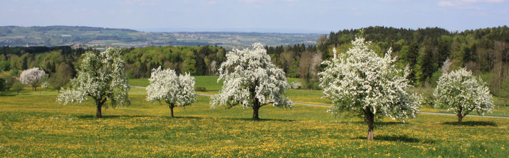 Blühende Apfelbäume