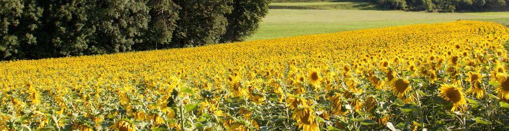 Sonnenblumen-Feld