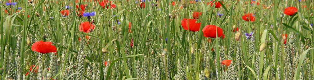Ackerbegleitflora