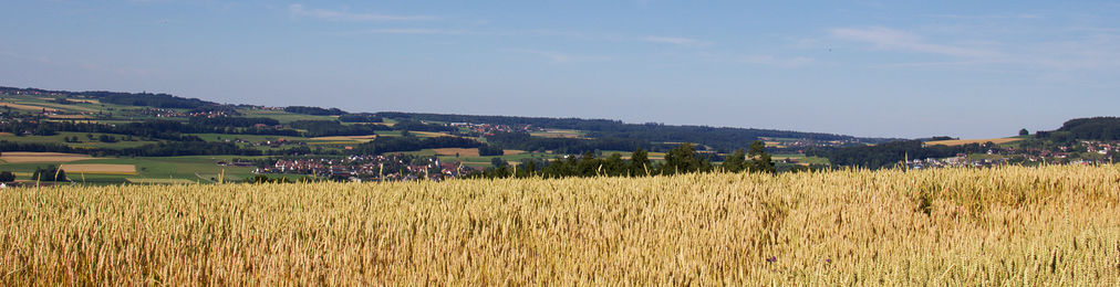Panorama Getreidefeld