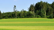 Waldrand