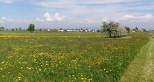 Naturwiese