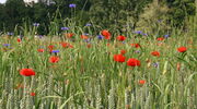 Ackerbegleitflora