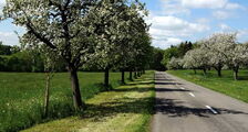 Obstbaumallee an Strasse