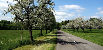 Obstbaumallee an Strasse
