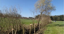 Bachufergehölze