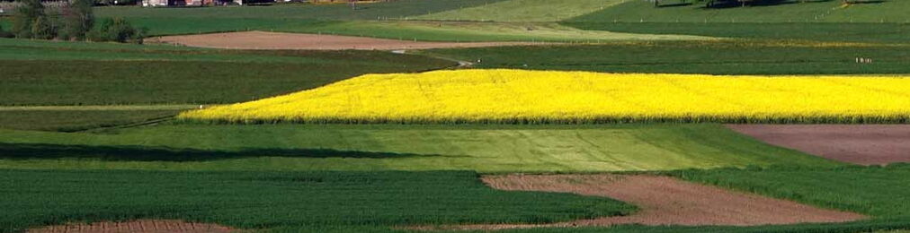 Blühendes Rapsfeld