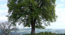 Solitärbaum