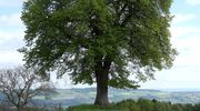 Solitärbaum