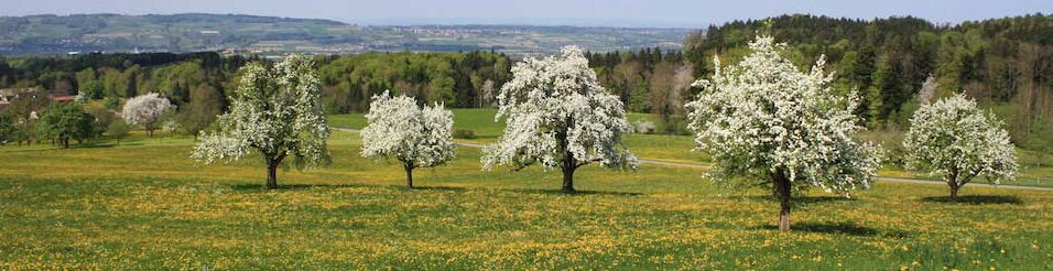 Blühende Obstbäume
