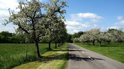 Obstbaumallee an Strasse