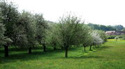 Hochstamm-Obstgarten