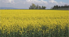Rapsfeld