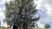 Baumgruppe