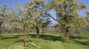 Obstgarten