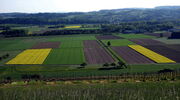 Farbige Hauptkulturen
