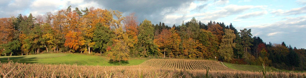 Herbstlicher Waldrand