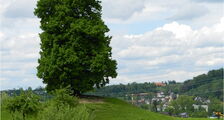 Solitärbaum auf Kuppe