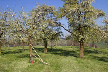 Obstgarten