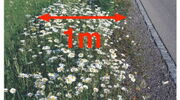 Blumenstreifen Bemassung