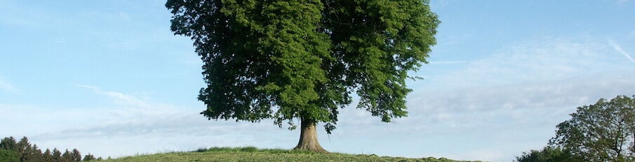 Feldbaum