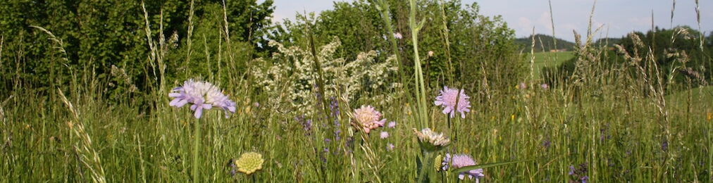 Blumenwiese