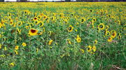 Sonnenblumen