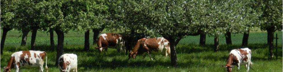 Hochstamm-Obstbäume