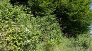 Hecke