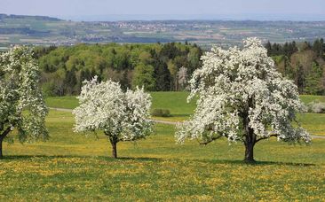 Blühende Obstbäume