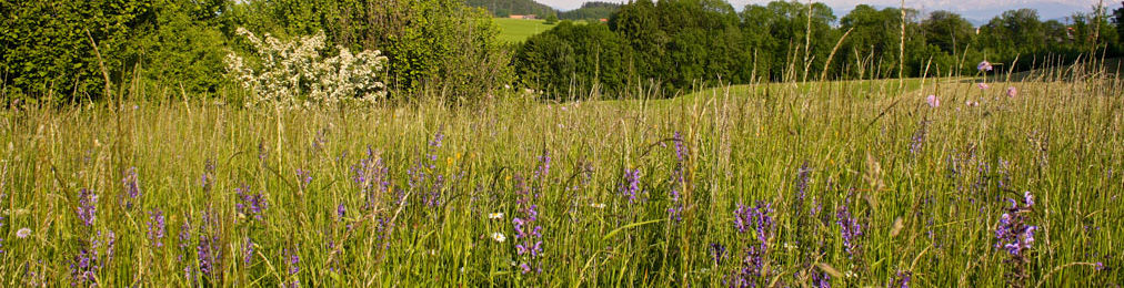 Blumenwiese