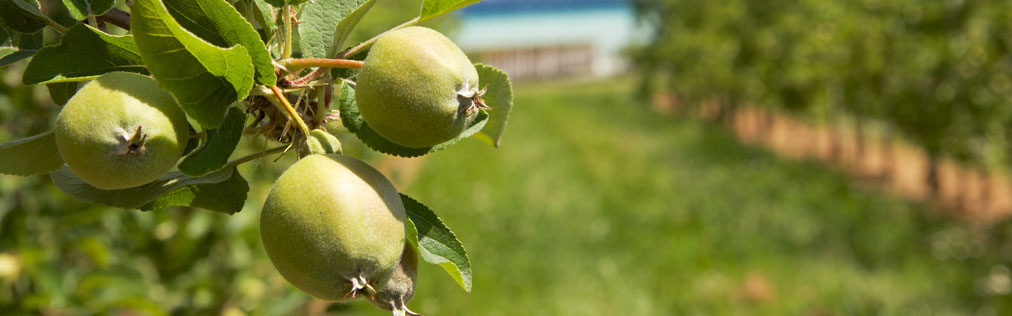 Niederstamm-Obst Detail